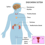 Estrogen hormoni podstiču rak dojke i prostate