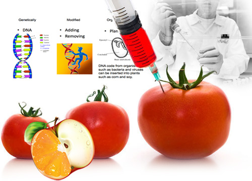 GMO genetski modifikovani organizmi uzrok su genskim mutacijama i promenama čak i u potomstvu. GMO hrana pospešuje razvoj tumora, kancera i teških bolesti.