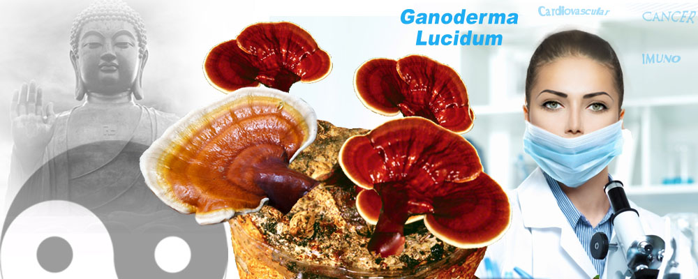 Reiši - gljiva besmrtnosti. Najcenjenija i izuzetno lekovita medicinska gljiva. Reiši (Ganoderma Lucidum) pomaže u lečenju najtežih bolesti.